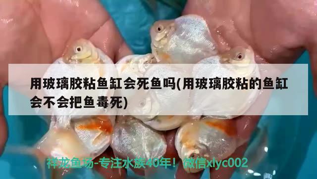 用玻璃膠粘魚缸會死魚嗎(用玻璃膠粘的魚缸會不會把魚毒死) 泰國虎魚