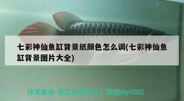 七彩神仙魚缸背景紙顏色怎么調(七彩神仙魚缸背景圖片大全)