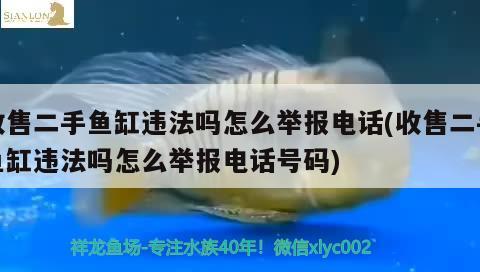 收售二手魚缸違法嗎怎么舉報電話(收售二手魚缸違法嗎怎么舉報電話號碼) 白子紅龍魚