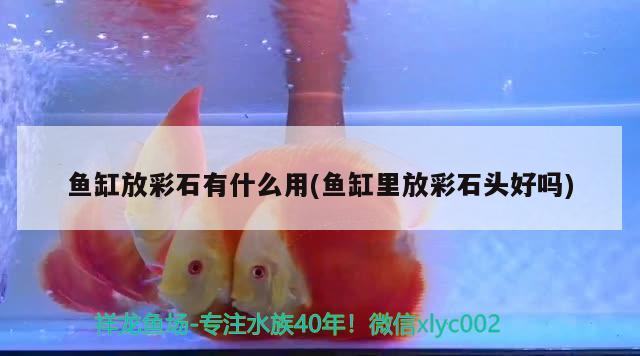 魚缸放彩石有什么用(魚缸里放彩石頭好嗎) 沖氧泵