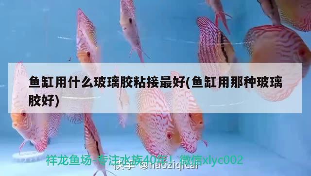 魚缸用什么玻璃膠粘接最好(魚缸用那種玻璃膠好) 肺魚