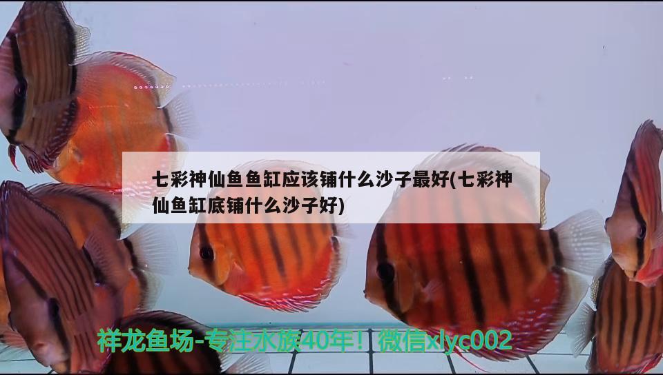 七彩神仙魚魚缸應該鋪什么沙子最好(七彩神仙魚缸底鋪什么沙子好) 七彩神仙魚