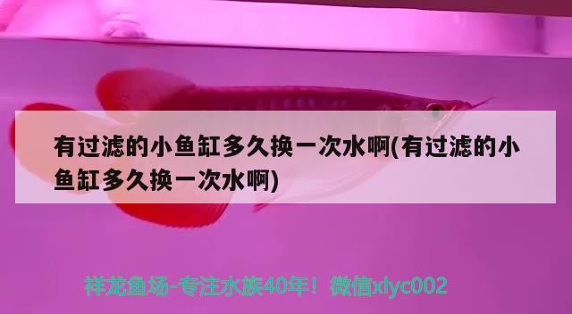 有過(guò)濾的小魚缸多久換一次水啊(有過(guò)濾的小魚缸多久換一次水啊) 黑白雙星魚