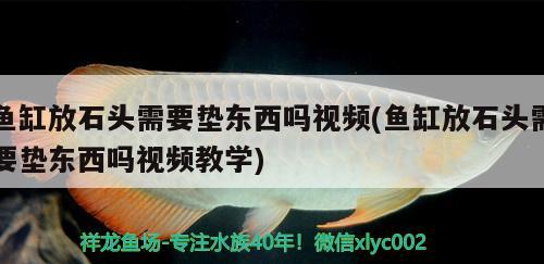 魚缸放石頭需要墊東西嗎視頻(魚缸放石頭需要墊東西嗎視頻教學(xué)) 黃金鴨嘴魚