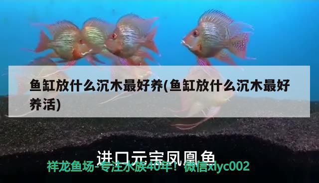 魚缸放什么沉木最好養(yǎng)(魚缸放什么沉木最好養(yǎng)活)