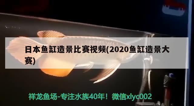 日本魚(yú)缸造景比賽視頻(2020魚(yú)缸造景大賽)