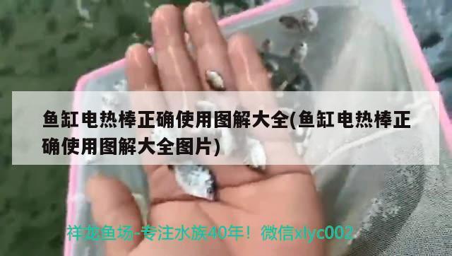 魚缸電熱棒正確使用圖解大全(魚缸電熱棒正確使用圖解大全圖片) 白子黑帝王魟魚