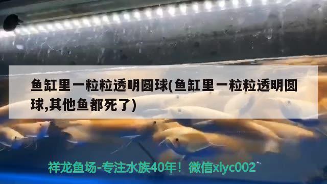 魚缸里一粒粒透明圓球(魚缸里一粒粒透明圓球,其他魚都死了) 野生地圖魚