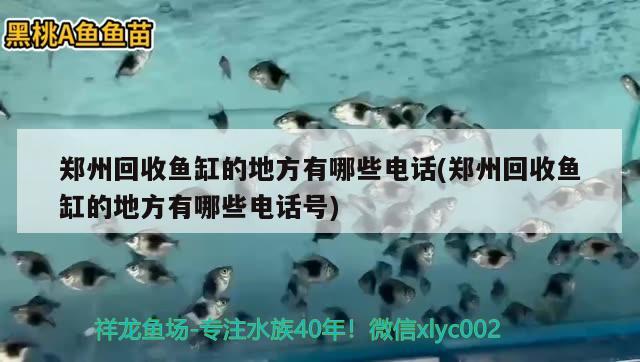 鄭州回收魚缸的地方有哪些電話(鄭州回收魚缸的地方有哪些電話號) 虎紋銀版魚