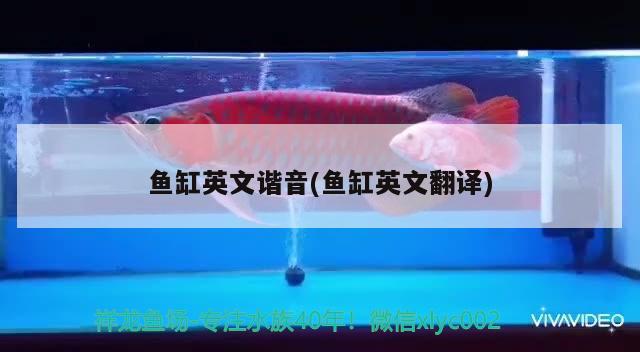 魚缸英文諧音(魚缸英文翻譯)