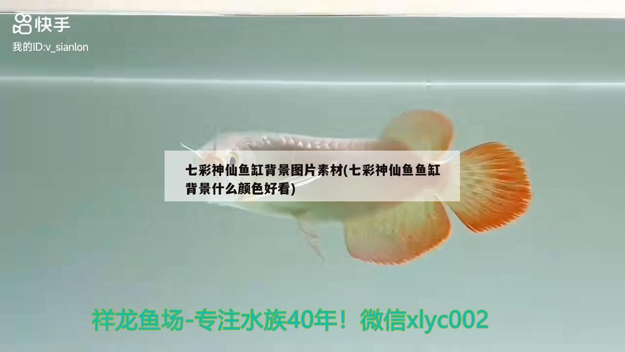 七彩神仙魚(yú)缸背景圖片素材(七彩神仙魚(yú)魚(yú)缸背景什么顏色好看)