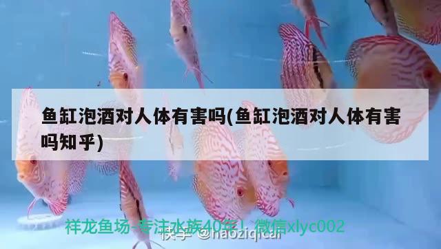 魚缸泡酒對人體有害嗎(魚缸泡酒對人體有害嗎知乎) 廣州祥龍國際水族貿(mào)易 第3張