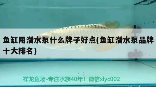 魚缸用潛水泵什么牌子好點(diǎn)(魚缸潛水泵品牌十大排名) 綠皮皇冠豹魚