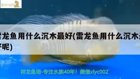 雷龍魚用什么沉木最好(雷龍魚用什么沉木最好呢)