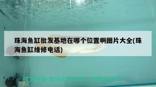 珠海魚缸批發(fā)基地在哪個位置啊圖片大全(珠海魚缸維修電話) 古典過背金龍魚