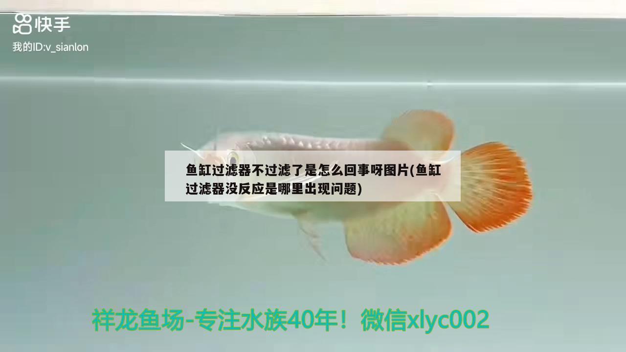 魚缸過濾器不過濾了是怎么回事呀圖片(魚缸過濾器沒反應(yīng)是哪里出現(xiàn)問題) BD魟魚