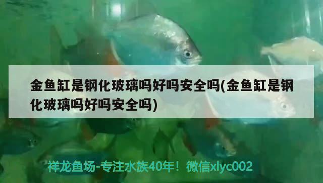 金魚缸是鋼化玻璃嗎好嗎安全嗎(金魚缸是鋼化玻璃嗎好嗎安全嗎) 元寶鳳凰魚