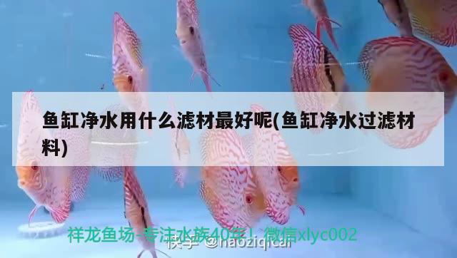 魚缸凈水用什么濾材最好呢(魚缸凈水過濾材料)