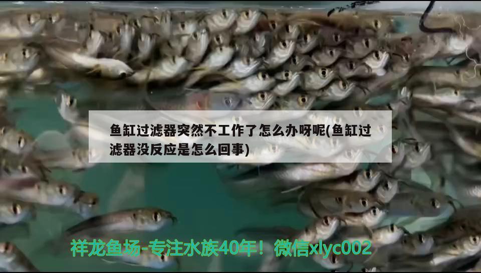 魚缸過濾器突然不工作了怎么辦呀呢(魚缸過濾器沒反應是怎么回事)