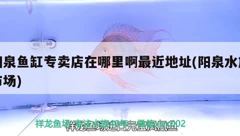 陽泉魚缸專賣店在哪里啊最近地址(陽泉水族市場) 帝王血鉆魚