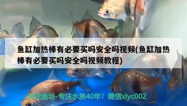 魚缸加熱棒有必要買嗎安全嗎視頻(魚缸加熱棒有必要買嗎安全嗎視頻教程) 蝴蝶鯉魚苗