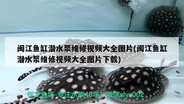 閩江魚缸潛水泵維修視頻大全圖片(閩江魚缸潛水泵維修視頻大全圖片下載)