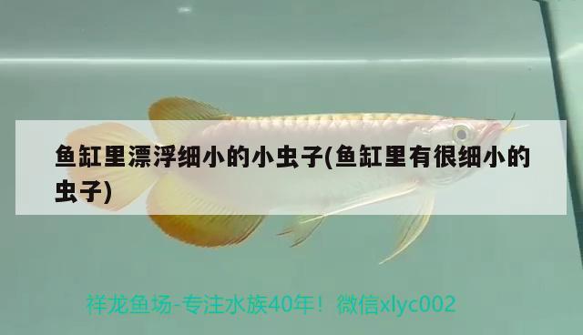 魚缸里漂浮細小的小蟲子(魚缸里有很細小的蟲子) 黃寬帶蝴蝶魚