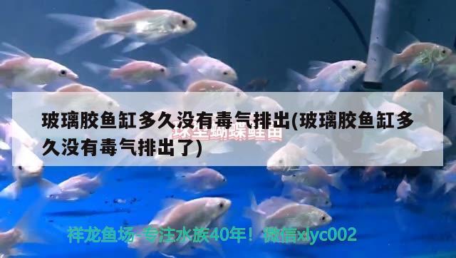 玻璃膠魚缸多久沒有毒氣排出(玻璃膠魚缸多久沒有毒氣排出了)