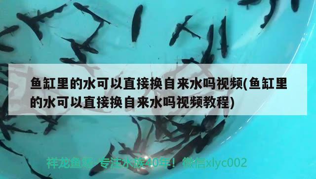 魚(yú)缸里的水可以直接換自來(lái)水嗎視頻(魚(yú)缸里的水可以直接換自來(lái)水嗎視頻教程) 馬拉莫寶石魚(yú)