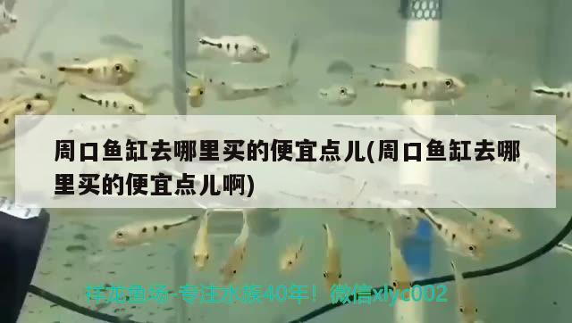 周口魚缸去哪里買的便宜點兒(周口魚缸去哪里買的便宜點兒啊) 潛水艇魚