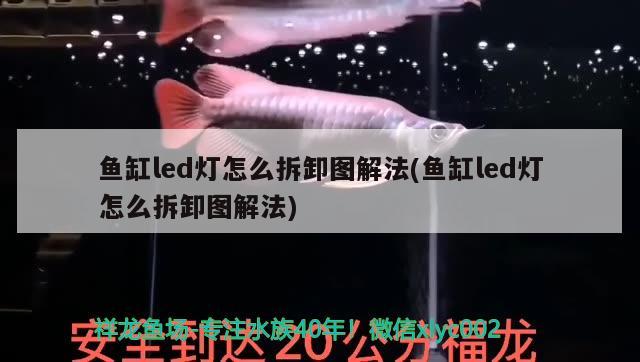 魚缸led燈怎么拆卸圖解法(魚缸led燈怎么拆卸圖解法) 黃金斑馬魚