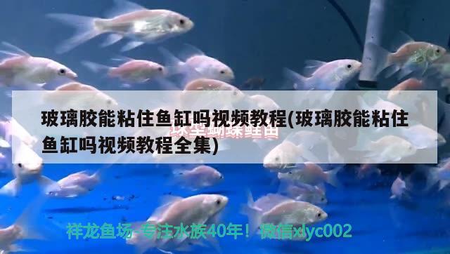 玻璃膠能粘住魚缸嗎視頻教程(玻璃膠能粘住魚缸嗎視頻教程全集)