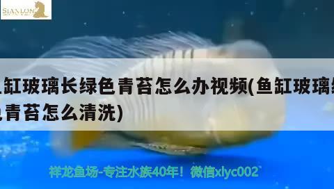 魚缸玻璃長綠色青苔怎么辦視頻(魚缸玻璃綠色青苔怎么清洗)