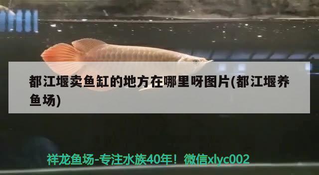 都江堰賣魚缸的地方在哪里呀圖片(都江堰養(yǎng)魚場)