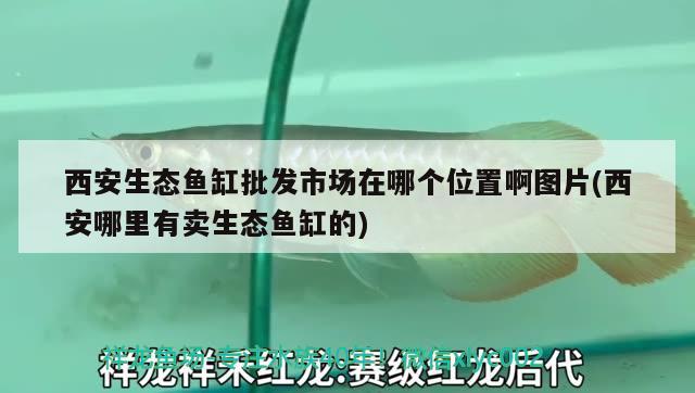 西安生態(tài)魚缸批發(fā)市場(chǎng)在哪個(gè)位置啊圖片(西安哪里有賣生態(tài)魚缸的)