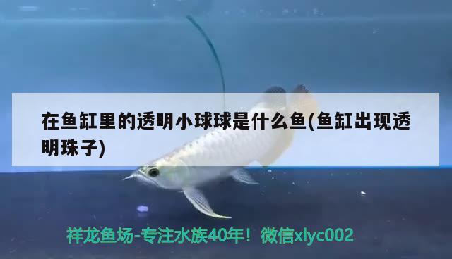 在魚缸里的透明小球球是什么魚(魚缸出現(xiàn)透明珠子) 斑馬鴨嘴魚苗