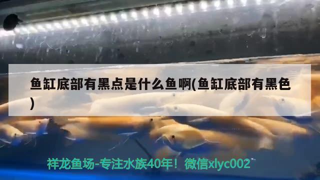 魚缸底部有黑點(diǎn)是什么魚啊(魚缸底部有黑色) 七紋巨鯉魚