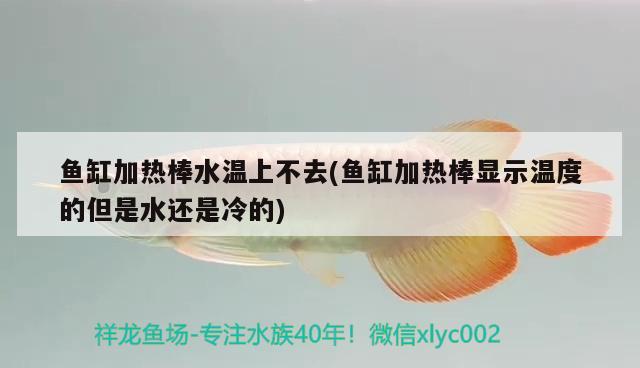 魚缸加熱棒水溫上不去(魚缸加熱棒顯示溫度的但是水還是冷的)