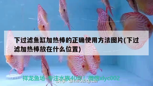 下過濾魚缸加熱棒的正確使用方法圖片(下過濾加熱棒放在什么位置) 白條過背金龍魚