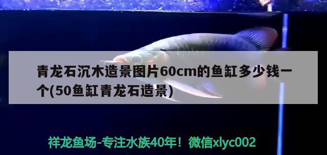 青龍石沉木造景圖片60cm的魚缸多少錢一個(gè)(50魚缸青龍石造景) 印尼紅龍魚