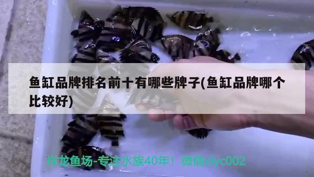 魚缸品牌排名前十有哪些牌子(魚缸品牌哪個比較好) 非洲金鼓魚 第1張