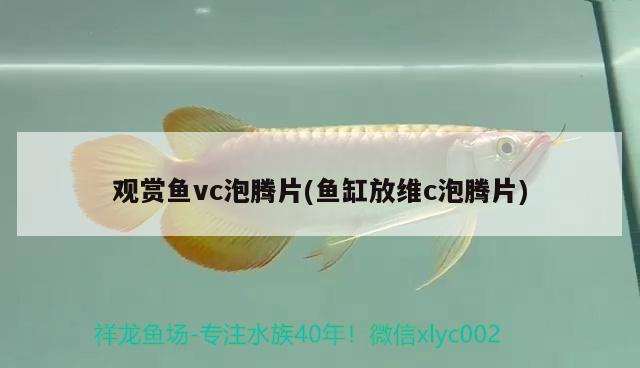 觀賞魚vc泡騰片(魚缸放維c泡騰片)