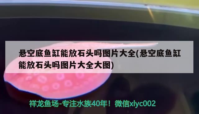 懸空底魚缸能放石頭嗎圖片大全(懸空底魚缸能放石頭嗎圖片大全大圖) 黃金斑馬魚