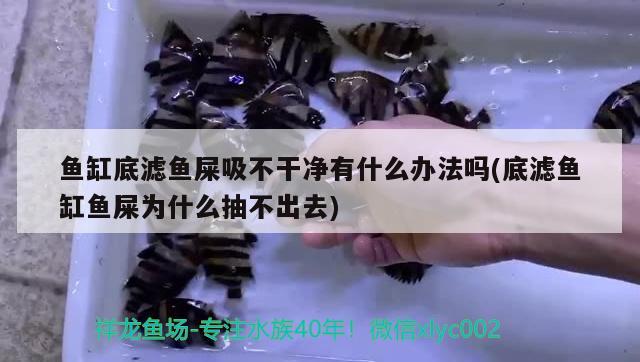 魚缸底濾魚屎吸不干凈有什么辦法嗎(底濾魚缸魚屎為什么抽不出去) 紅龍專用魚糧飼料