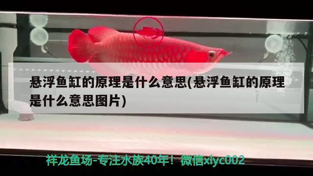 懸浮魚缸的原理是什么意思(懸浮魚缸的原理是什么意思圖片) 元寶鳳凰魚專用魚糧