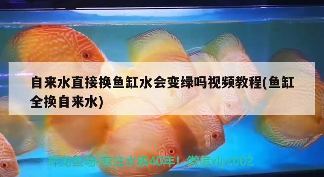 自來(lái)水直接換魚(yú)缸水會(huì)變綠嗎視頻教程(魚(yú)缸全換自來(lái)水) 噴點(diǎn)菠蘿魚(yú)