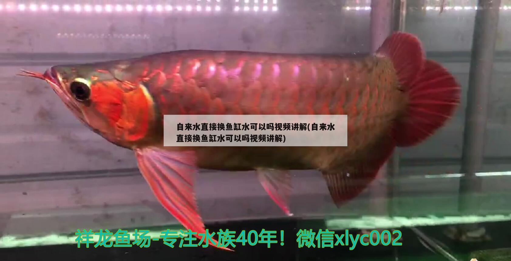 自來(lái)水直接換魚缸水可以嗎視頻講解(自來(lái)水直接換魚缸水可以嗎視頻講解) 魚糧魚藥