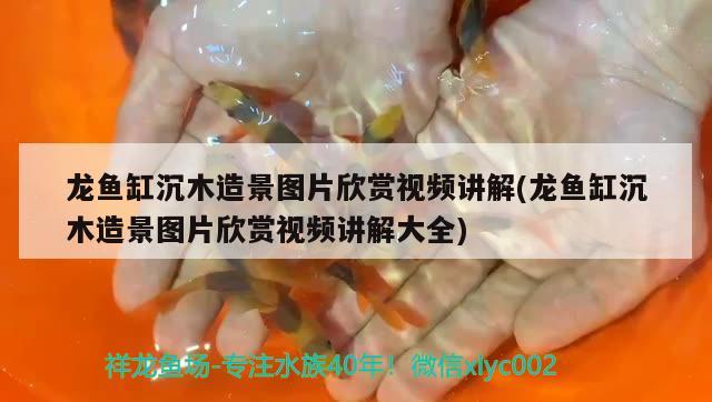 龍魚缸沉木造景圖片欣賞視頻講解(龍魚缸沉木造景圖片欣賞視頻講解大全) 朱巴利魚苗