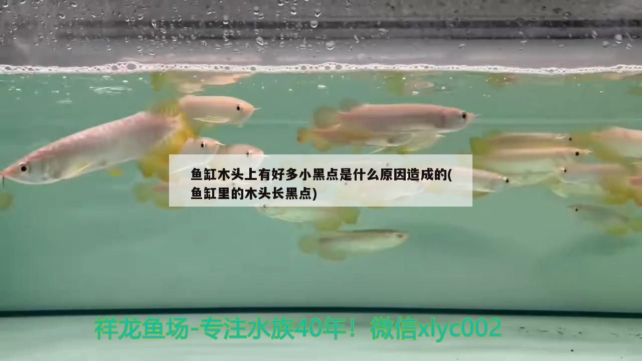 魚缸木頭上有好多小黑點(diǎn)是什么原因造成的(魚缸里的木頭長黑點(diǎn)) 綠皮皇冠豹魚