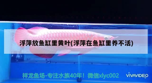 浮萍放魚缸里黃葉(浮萍在魚缸里養(yǎng)不活) 魚缸水泵 第2張